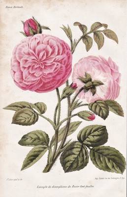 Rose rose flower flower botany botany lithograph revue Horticole 1864