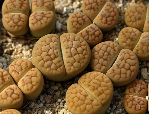 SEEDS - Lithops hookeri ‘Aubarede' C38A 20seeds - Picture 2 of 2