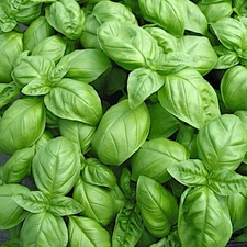 Genovese Basil Seeds | Heirloom / Non-GMO | Free Shipping | Seed Store | 1126