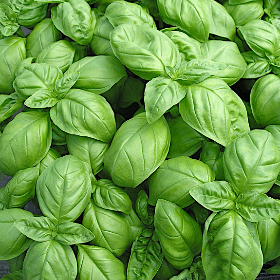 Genovese Basil Seeds | Heirloom / Non-GMO | Free Shipping | Seed Store | 1126