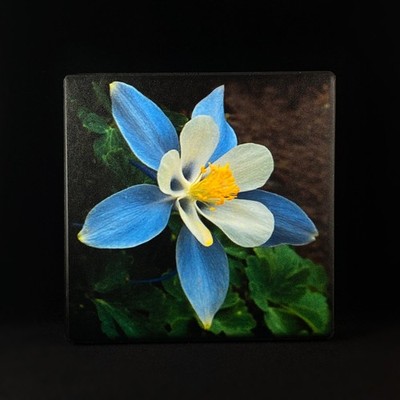 Columbine Looking Out, Art Block, 5'' - Unique Home/Office Decor
