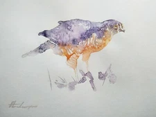 Sparrowhawk, Birds, Watercolor artwork, Handmade, Original painting on paper