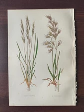  ANTIQUE CHROMOLITH.-BOTANICAL-BRITISH GRASSES-THE DOWNY OAT-GRASS -1871