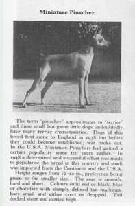 Miniature Pinscher - 1970 Vintage Dog Art Photo Print - Matted GIFT