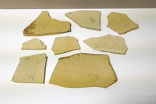 8 Platten mit verschiedenen Fossilien - Plattenkalk - Blumenberg/Eichstätt