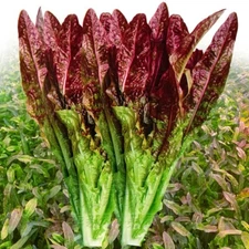 5gram Chinese leaf lettuce Seeds, Sword point lettuce seeds 红油麦菜种子