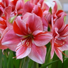 Amaryllis Lily Double Flower Bulbs Multi-Color Pack of 2 Bulbs