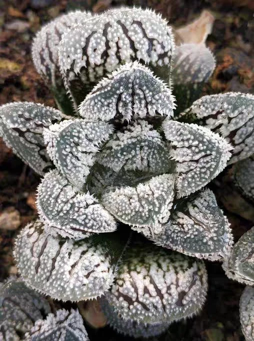 Haworthia 'SnowRabbit'Rare Succulent plant 31
Opens in a new window or tab