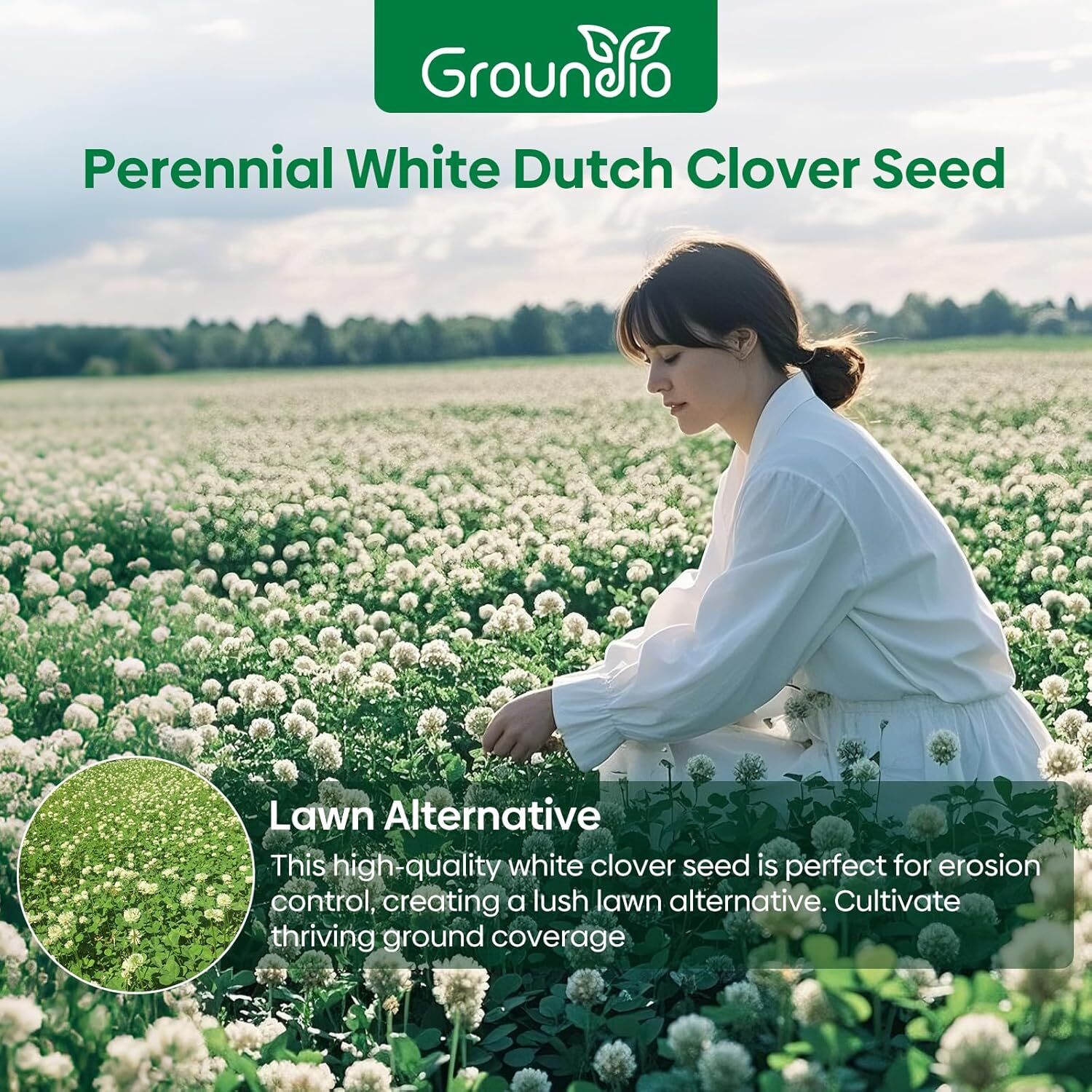 Perennial White Dutch Clover Seeds for Lawn, 2 lbs, Ground Cover Clover,