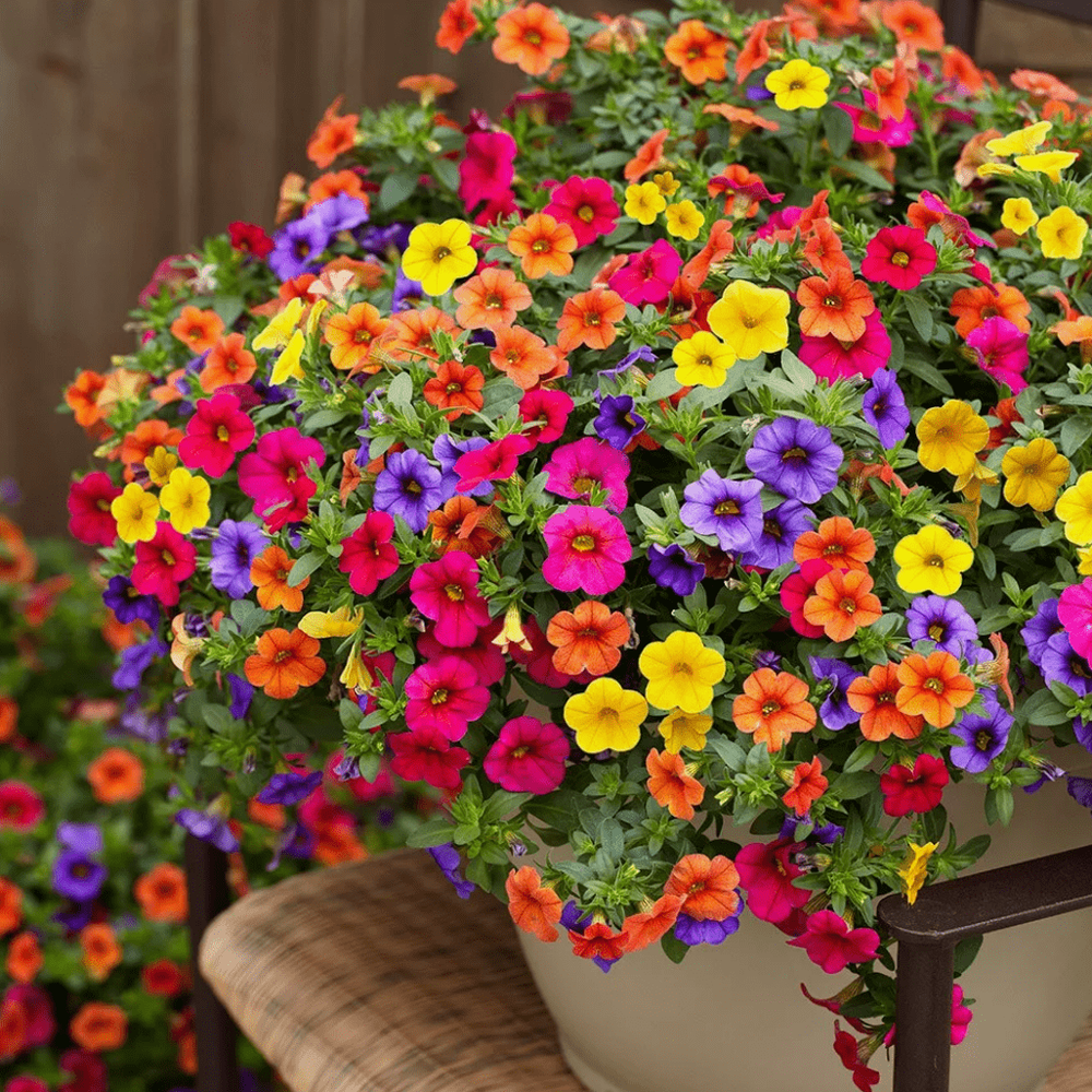500 Calibrachoa Flower Seeds for Vibrant Garden Planting  