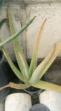 Set Of 3 Live Aloe Vera Plants Succulent Houseplant Plant Bundle Lot 6"