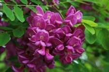 Borstige Robinie Rosenakazie Robinia hispida fertilis 3 Samen