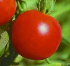 SIBERIAN TOMATO SEEDS 50+ DETERMINATE COOL season VEGETABLE GARDEN FREE SHIPPING