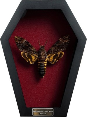 Real Dead Head Moth Coffin Dried Specimen Gothic Decor Taxidermy Gift Entomology