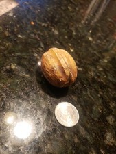 ANTIQUE LARGE WALNUT ALABASTER MARBLE STONE FRUIT OLD ITALIAN REALISTIC 