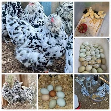 Ermine Pattern Ameraucana  1Dozen  Fertile Hatching Eggs 