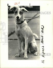 1987 Press Photo Pet of the Week, Mike, mixed breed dog, Jefferson Parish SPCA