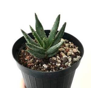 Aloe Pillansii | eBay