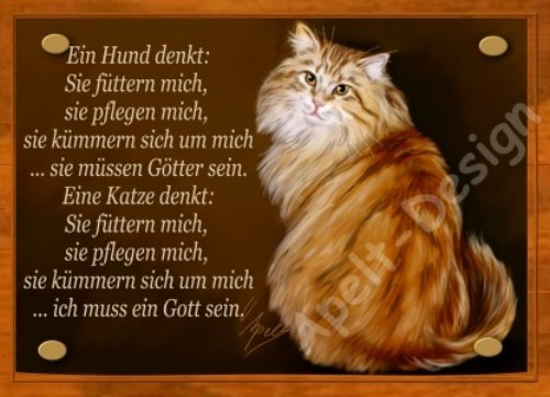 Maine Coon Rot Katze Schild Bild