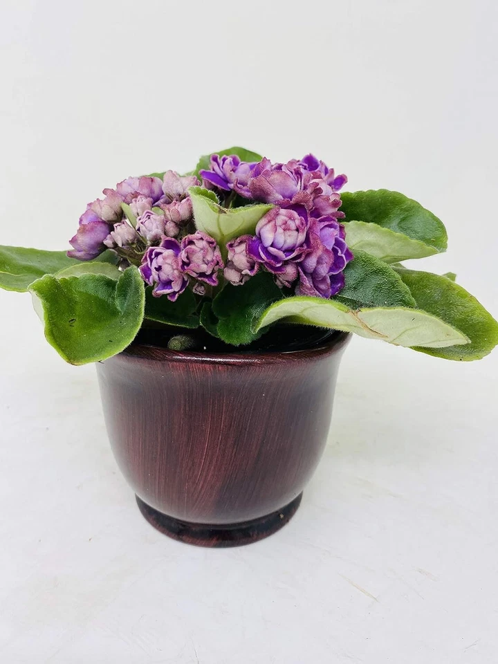 La mejor planta de interior floreciente violetas africanas con maceta de cerámica de 4" Foto 2 de 3