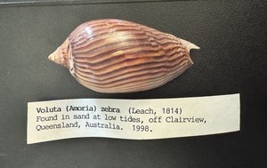 Huge Volute Amoria Zebra 56mm Shell Seashell Dark / Chocolate Color w/ Data Old