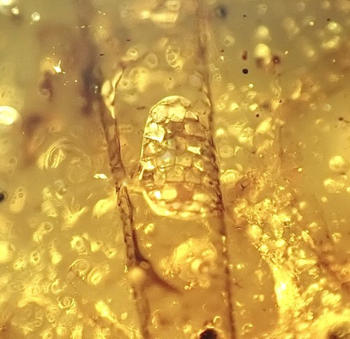 RARE! LIZARD TAIL HANDS CLAWS & SKIN🌟 Burmite Amber Fossil Insect DINOSAUR AGE - Picture 5 of 14