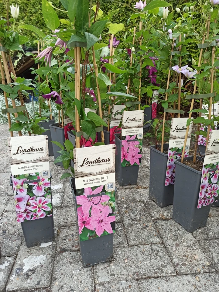 3 x Landhaus Clematis Waldrebe Winterhart Pflegeleicht Kletterpflanze - Bild 1 von 2