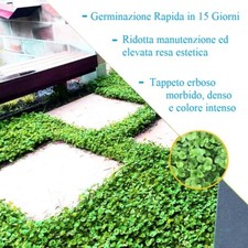 Semi Dichondra Repens Per Prato Decorativo - 200gr Per 20mq, Resistente E Facile Da Coltivare - Foto 10