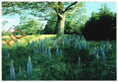 Ansichtskarte - Maine, Lupine