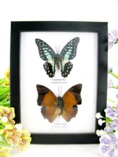 2 farfalle vere, imbottite, bellissime in vetrina - pezzo unico - murale - 2  37