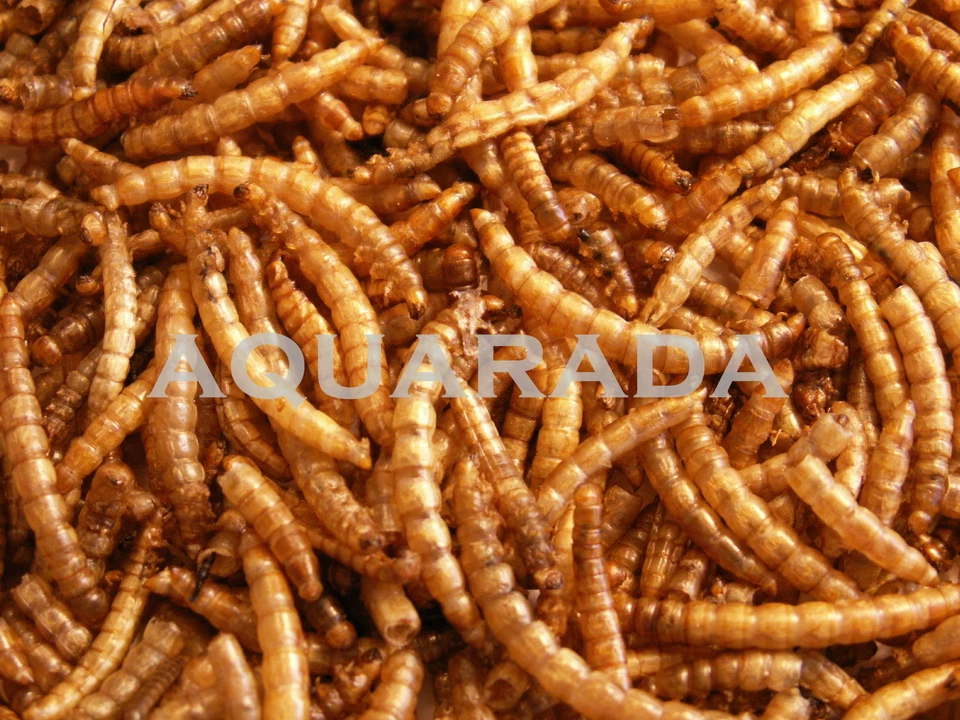 AQUARADA Mehlwürmer getrocknet.Fischfutter.Nagerfutter.Reptilienfutter. 250ml