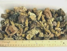 Rugosa Horn coral fossil agatized Africa 1/2 pound lot 5 to 20 pieces