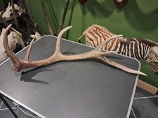 Bois de cerf élaphe 6 cors