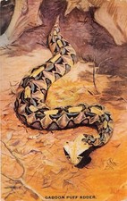 Teddy Roosevelt Safari Africa Trip Congo Snake Reptile Hunting Vtg Postcard C27