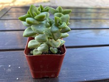 Crassula Rupestris Echeveria Live Succulents Plant 2” Fully Rooted