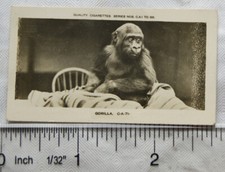 1926 Pattreiouex Real Photos Animals No. CA71 - Gorilla