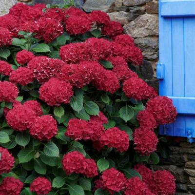 50 grains Red Hydrangea Flower Hydrangea macrophylla Garden Flower