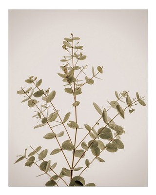 Minimalistische Eukalyptus-Wandkunst f�r ruhige R�ume Nature Garden W