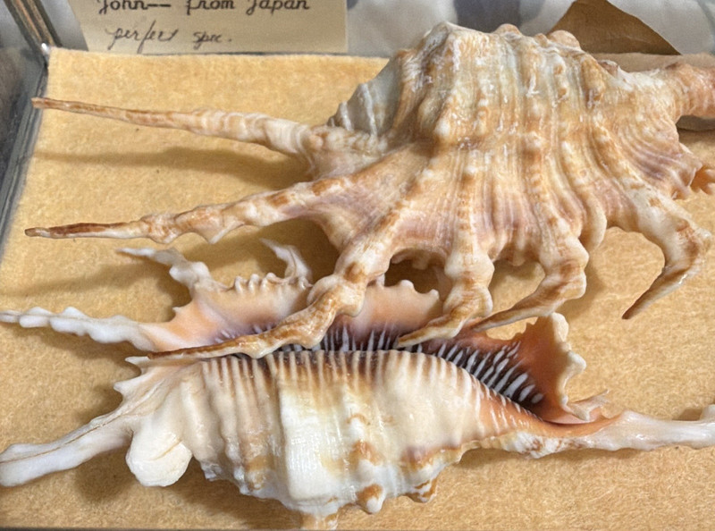 Lambis scorpius Scorpio Conch Shell Specimen Lot (2) with Display Case