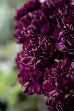 50 BLACK CARNATION King of Blacks Dianthus Caryophyllus Grenadin Flower Seeds