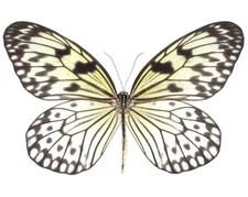 Idea leuconoe ONE REAL BUTTERFLY WHITE BLACK RICE PAPER UNMOUNTED WINGS CLOSED