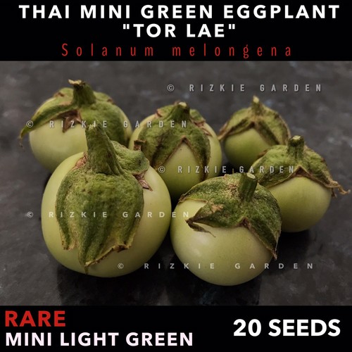 Thai Mini Round Light Green 'Tor Lae' Eggplant, Solanum melongena x 20 Seeds - Picture 8 of 10