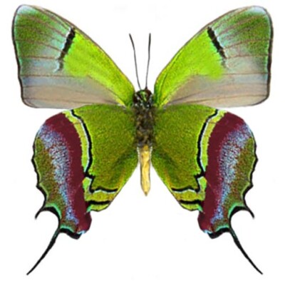 Evenus regalis green red butterfly verso Peru UNMOUNTED/WINGS CLOSED