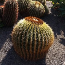 Echinocactus grusonii - cuscino della suocera (Vaso) - 8-10cm