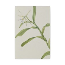 Mary Vaux Walcott - Epidendrum bianco (Epidendrum nocturnum) - Arte da parete su tela