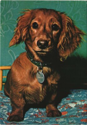 Old postcard AK Dachshund Dog (1178515)
