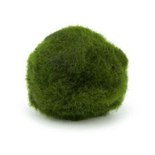 3 pezzi di Pianta Cladophora Aegagropila (Marimo) Alga palla Muschio 2-3 cm 