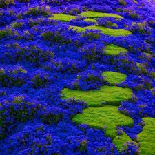 2000 Rare Blue Creeping Thyme Seeds for Planting - Heirloom Ground blue