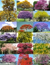 COLOR TREE MIX rare flower plant flowering fragrant bonsai trees seed 15 seeds