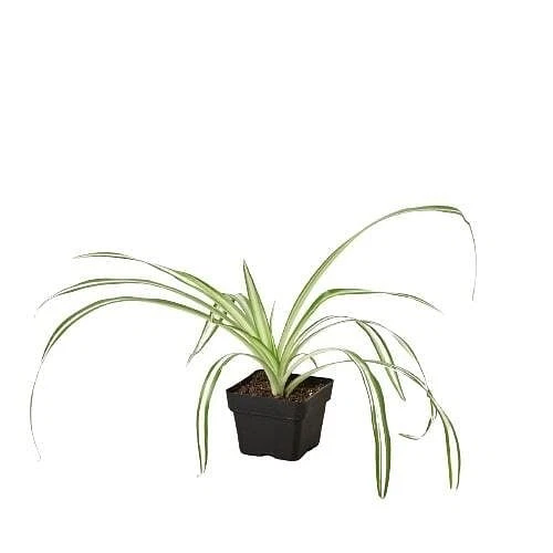 Spider Plant Reverse-8" Pot - Picture 11 of 12